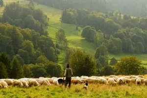 Reportaža: Pastirski život 'posljednjih Mohikanaca' na Raduši