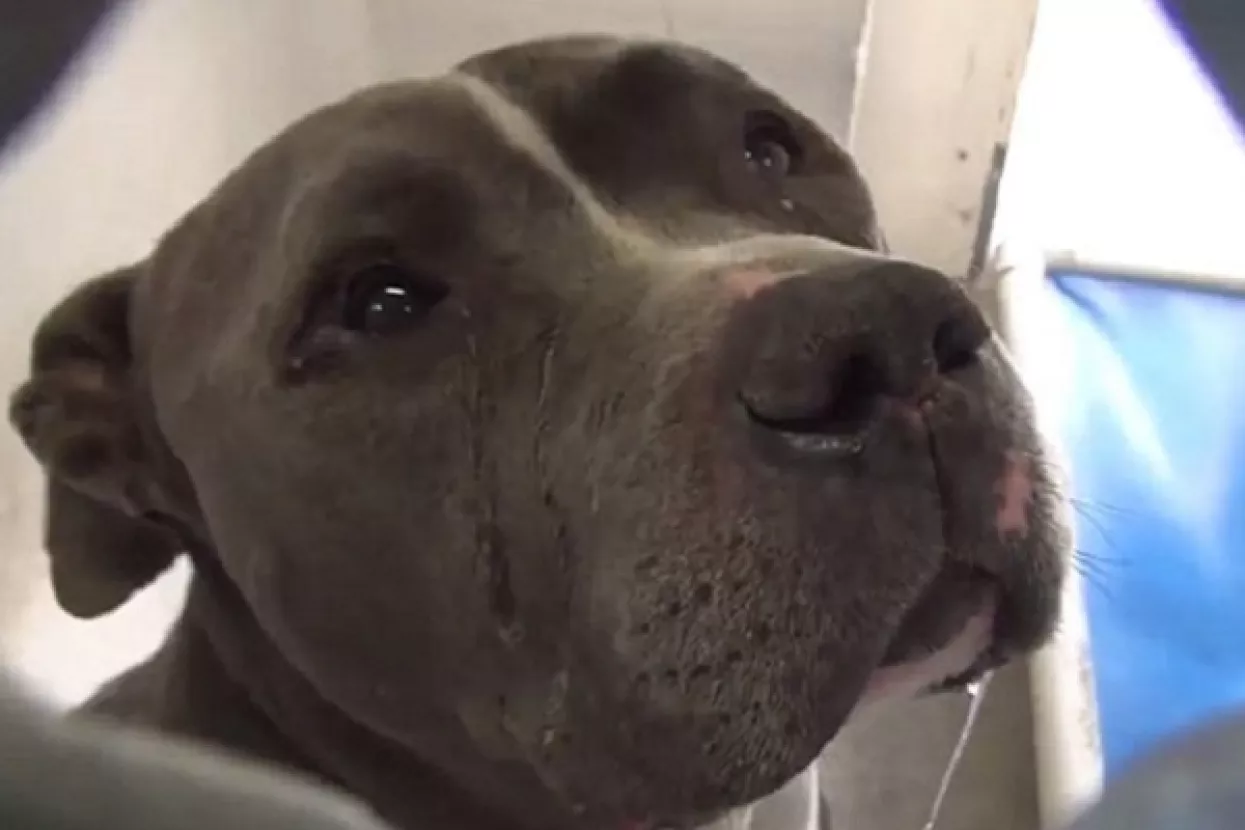 VIDEO: Pit Bull proplakao nakon što ga je obitelj zauvijek napustila