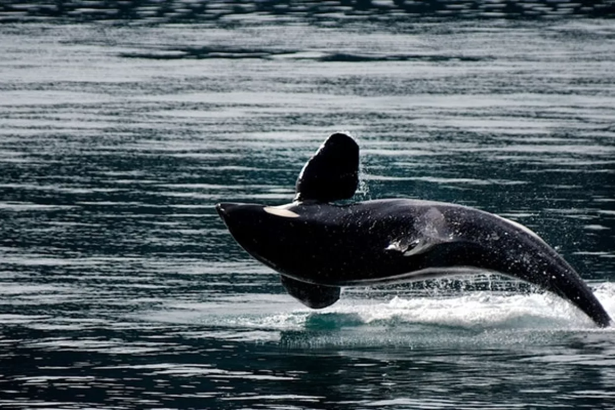 Kitovi uče pjesme stih po stih, a mogu ih i remiksati