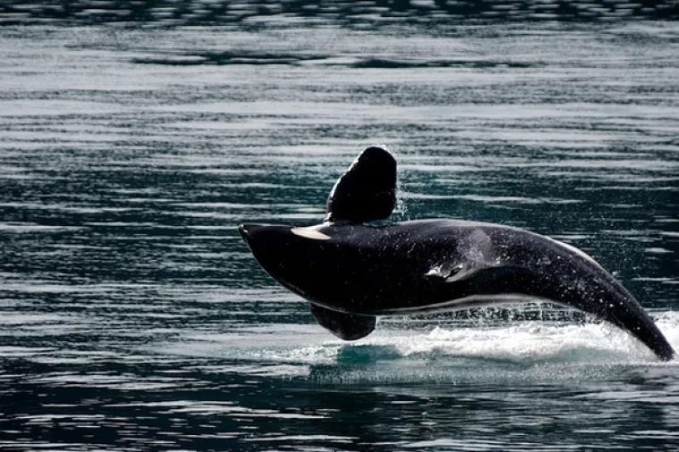 Kitovi uče pjesme stih po stih, a mogu ih i remiksati
