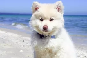 Slovenska turistička tvrtka psima dozvoljava šetnju plažom samo uz ulaznicu