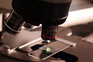 Znanstvenici 'popravili' gene embrija da zaustave nasljednu srčanu bolest