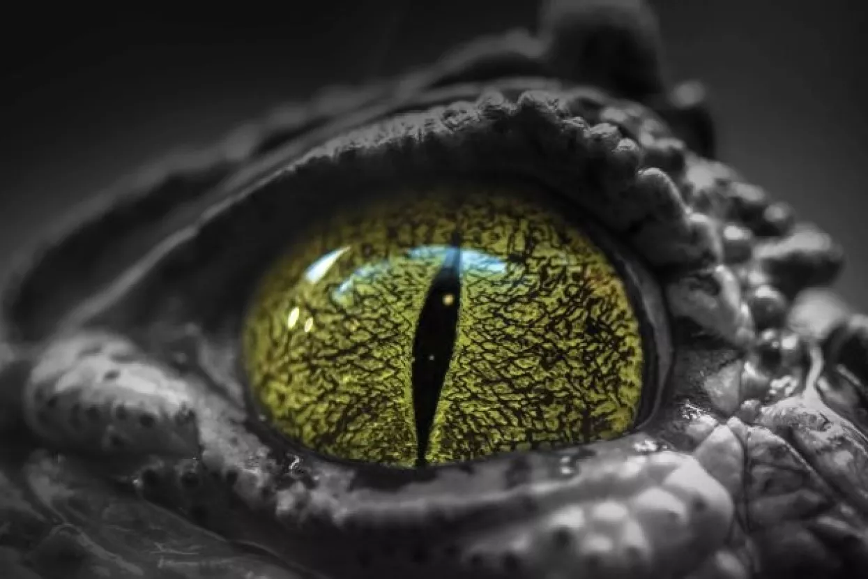 Krokodili su inače veliki, ali ovaj je na drugoj razini