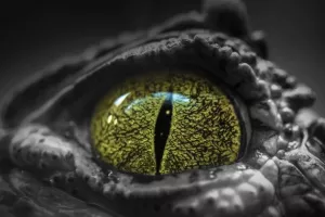 Krokodili su inače veliki, ali ovaj je na drugoj razini