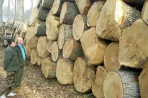 Talijani se bune zbog zabrane izvoza hrastovih trupaca