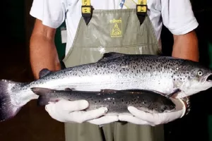 Kanada je prva nacija s 'doista impresivnom' GMO ribom u trgovinama