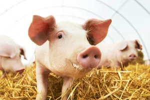 Ksenotransplantacija: Znanstvenici uklonili prepreku u presađivanju svinjskih organa ljudima