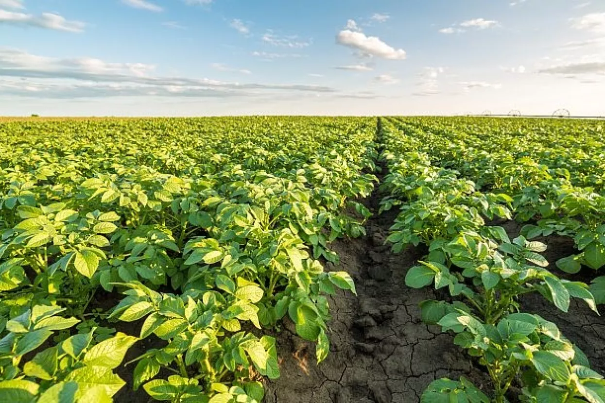 Cijene u poljoprivredi pale 1,1 posto u drugom tromjesječju 2017.