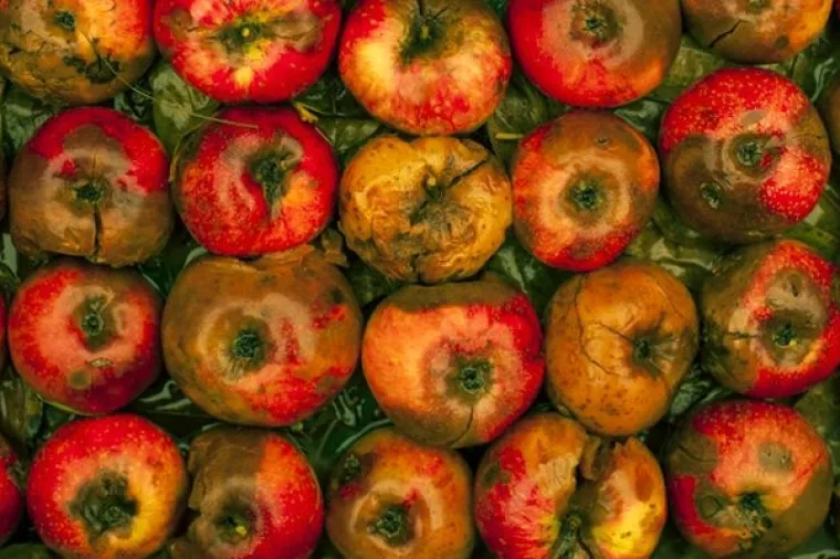 Znanstvenici izumili pametne naljepnice za detekciju pokvarene hrane