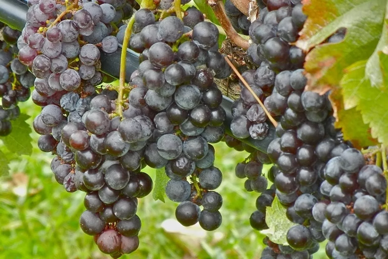 Počinje Iločka berba grožđa