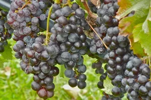 Počinje Iločka berba grožđa