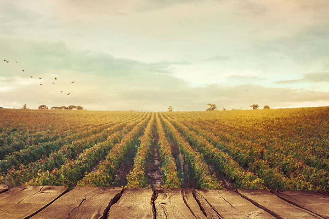 Francuska očekuje snažan pad u proizvodnji vina