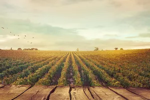 Francuska očekuje snažan pad u proizvodnji vina