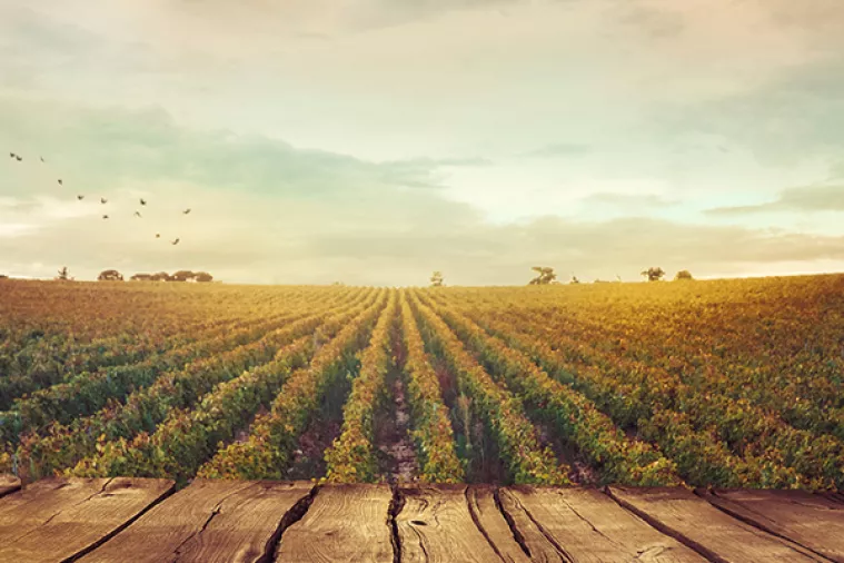 Francuska očekuje snažan pad u proizvodnji vina