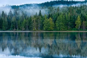 Amerikance tržište primoralo da umjesto kanadskog uvoze rusko drvo