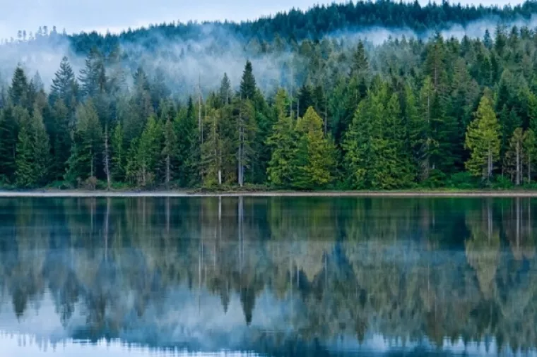 Amerikance tržište primoralo da umjesto kanadskog uvoze rusko drvo