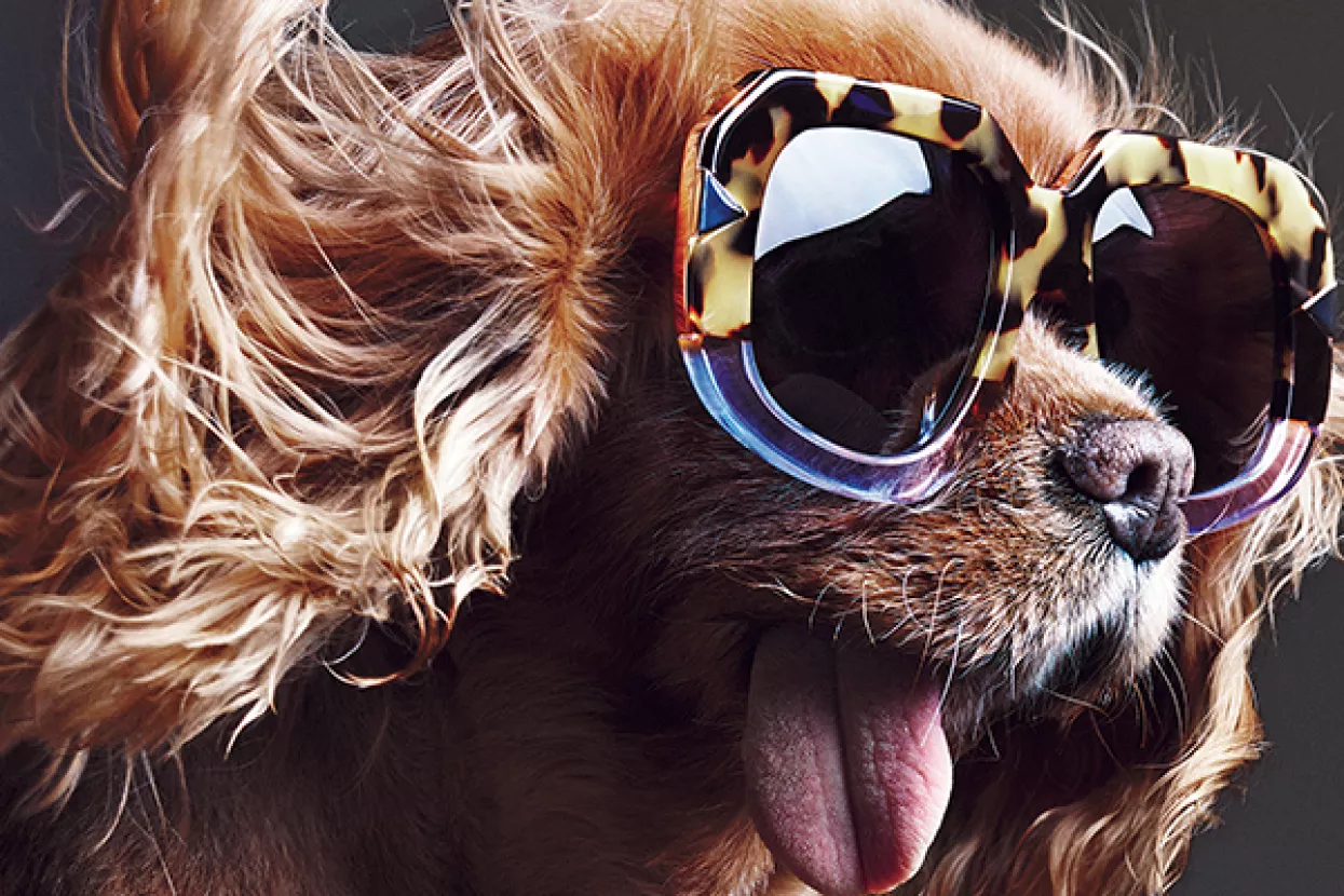 Novi igrači: Nitko ne prodaje bolje od kućnih ljubimaca 'influencera'