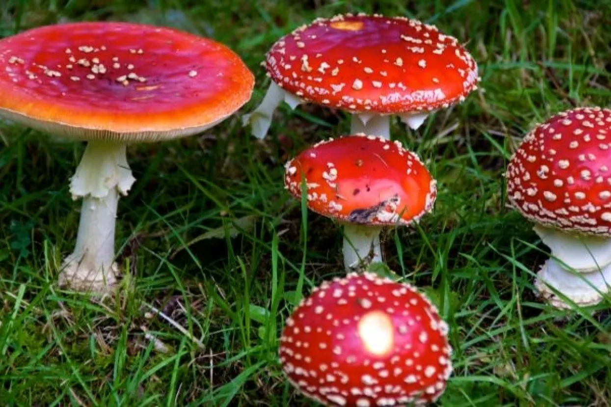 Psihoaktivne gljive mogle bi postati lijek
