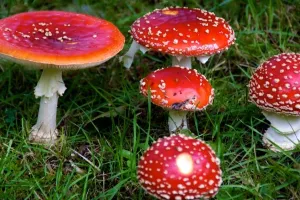 Psihoaktivne gljive mogle bi postati lijek