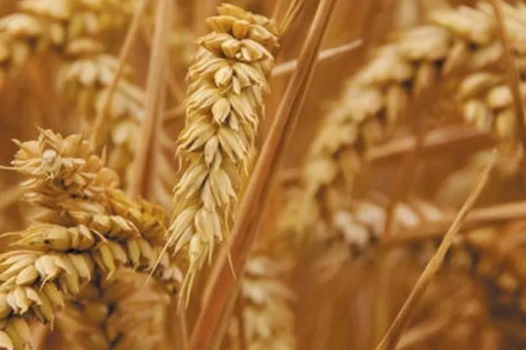 Žetva donijela najveće prinose u povijesti Belja, Vupika i PIK-a Vinkovci; sav otkup plaćen