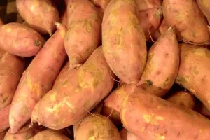 Uslijed klimatskih promjena Slovenija postaje pogodna za uzgoj batata