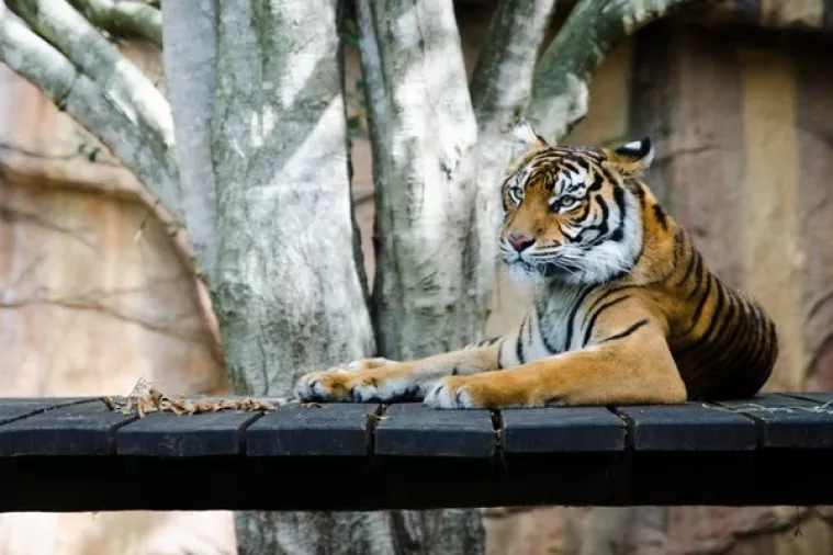 Kakva oporuka! Zbog uspomena 22 milijuna dolara postat će imetak koelnskog ZOO-a