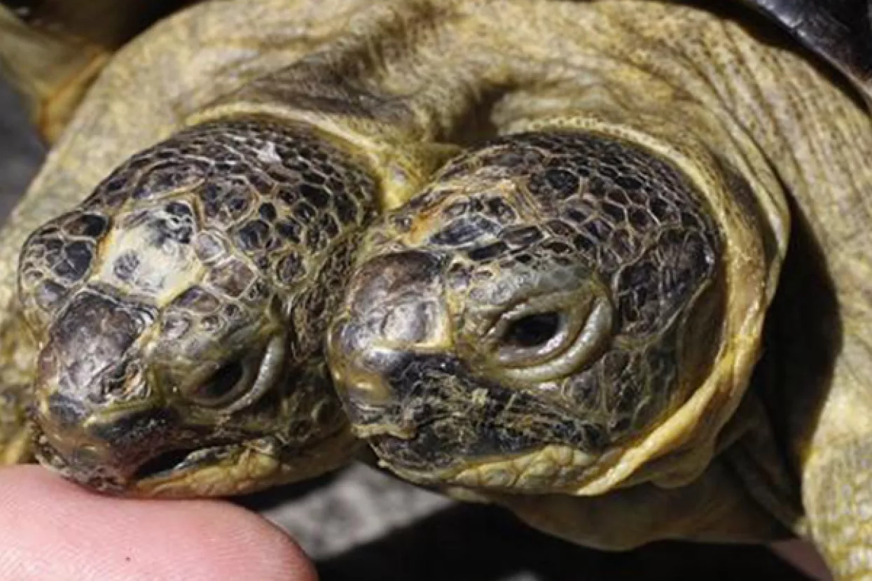 Dvoglavi Janus slavi 20. rođendan