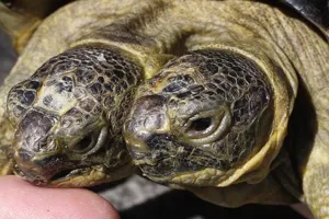 Dvoglavi Janus slavi 20. rođendan