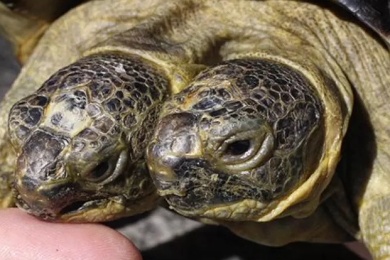 Dvoglavi Janus slavi 20. rođendan