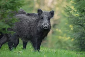 Divlje svinje na ulicama Novog Sada