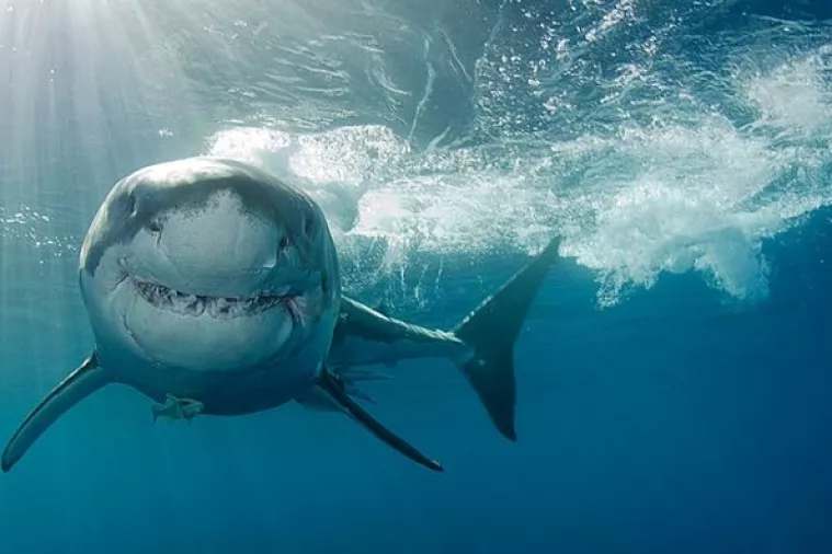 Ozlijeđena velika bijela psina 'Pahuljica' na rehabilitaciji prije povratka u divljinu