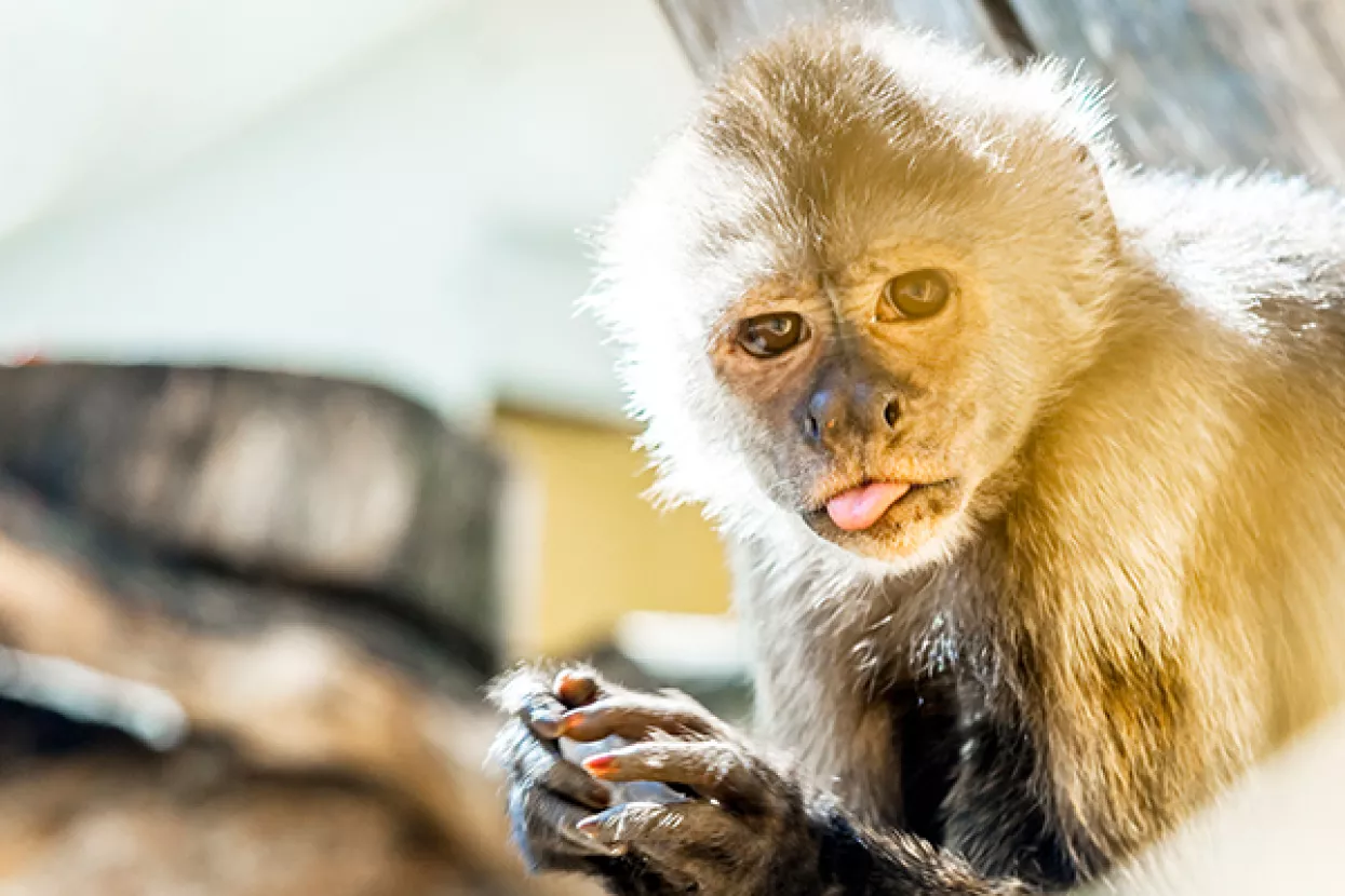 'Naruto protiv Davida Saltera': Fotograf dobio spor, no majmun će ipak unovčiti svoj selfie