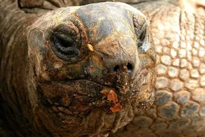 Ekvador u žustroj borbi za spašavanje divovske kornjače s Galapagosa od izumiranja