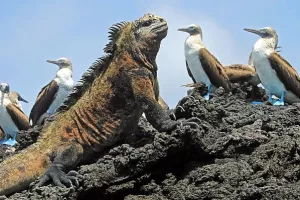 Zadnja godina za Darwina i teoriju evolucije u Turskoj