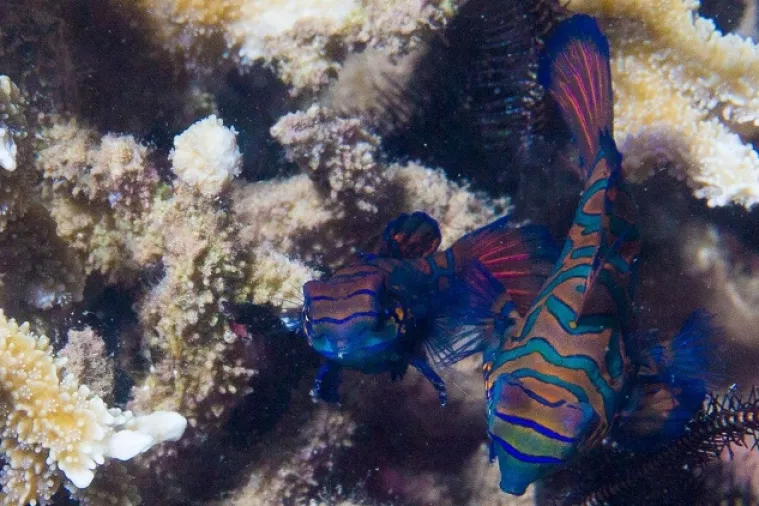 I ribe imaju karakter