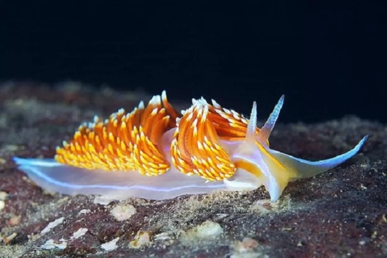 'Najveća migracija morskih vrsta': Tsunami prenio milijune bića iz Japana u SAD i Kanadu