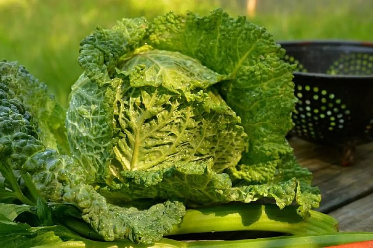 Kovrčavi kelj bogat vitaminima sve češće je glavno jelo