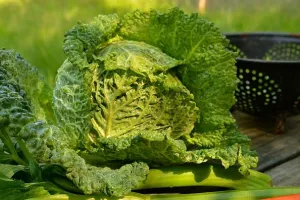 Kovrčavi kelj bogat vitaminima sve češće je glavno jelo