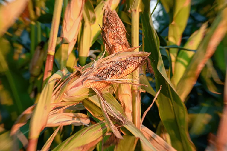 Ministarstvo poljoprivrede otvorilo natječaj za obnovu zemljišta i proizvodnog potencijala