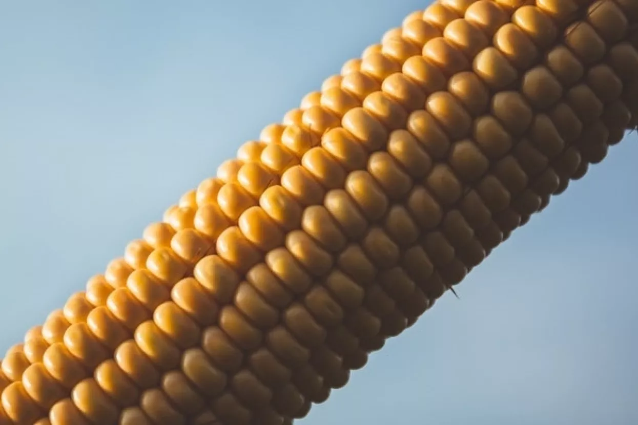 Urušavanje proizvodnje kukuruza