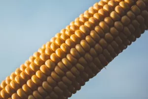 Urušavanje proizvodnje kukuruza