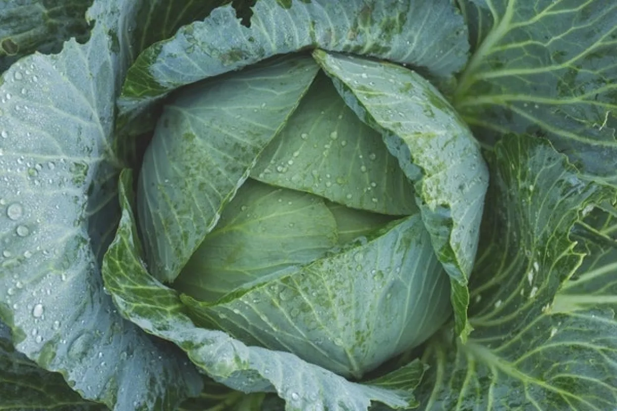 S njive kod Josipdola ukradeno šest tona zelja