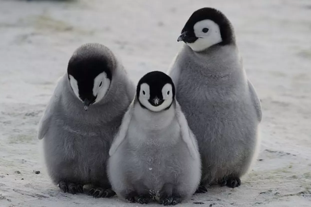 Antarktika: Glad potukla sve osim dva potomka u koloniji od 18.000 parova pingvina