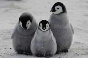 Antarktika: Glad potukla sve osim dva potomka u koloniji od 18.000 parova pingvina