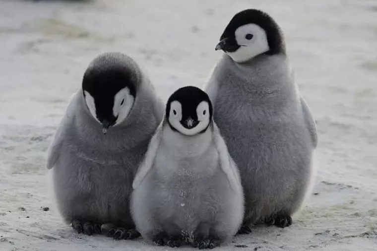 Antarktika: Glad potukla sve osim dva potomka u koloniji od 18.000 parova pingvina