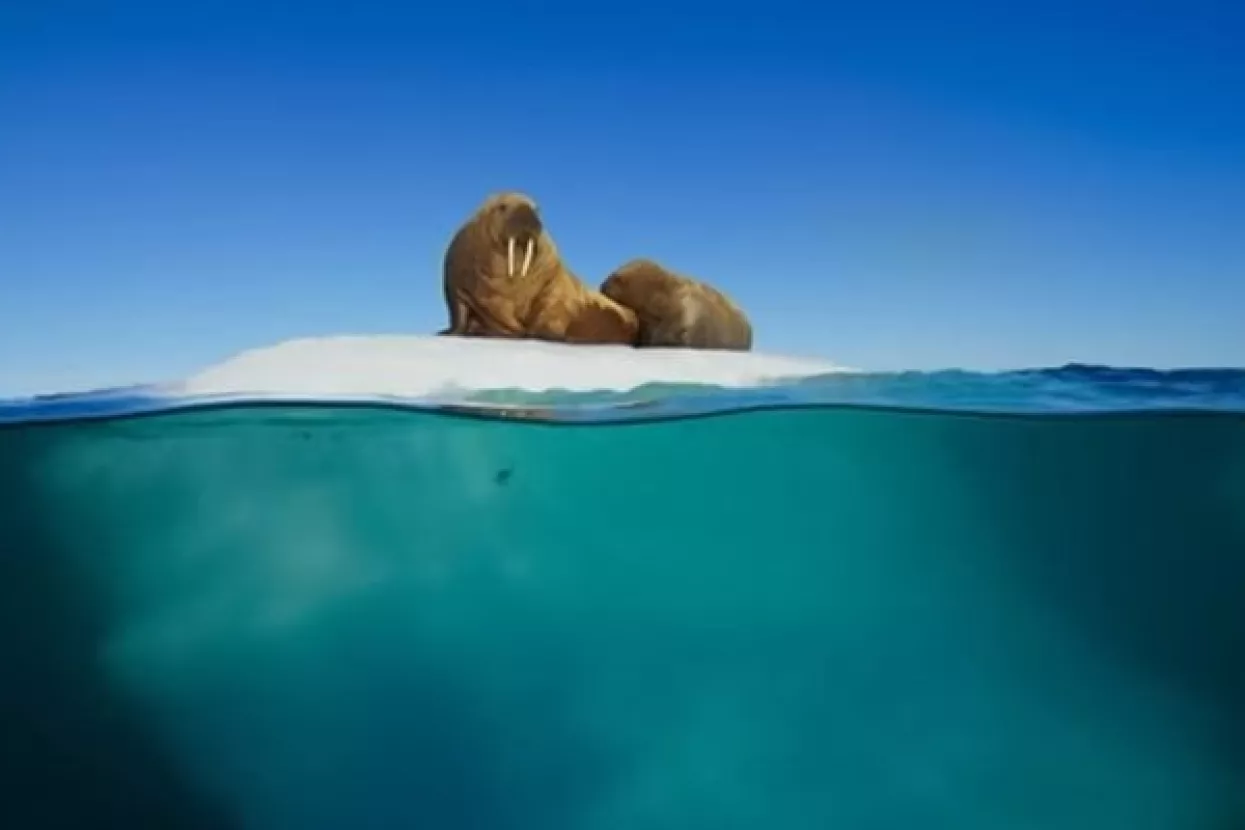 Blue Planet II: Attenborough upozorava na 'sveprisutnu' plastiku