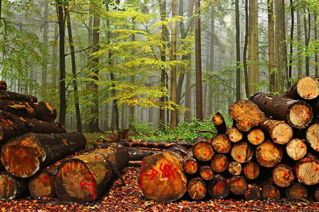 Udruženje drvno-prerađivačke industrije HGK predlaže novi model raspodjele sirovine