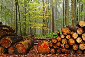 Udruženje drvno-prerađivačke industrije HGK predlaže novi model raspodjele sirovine