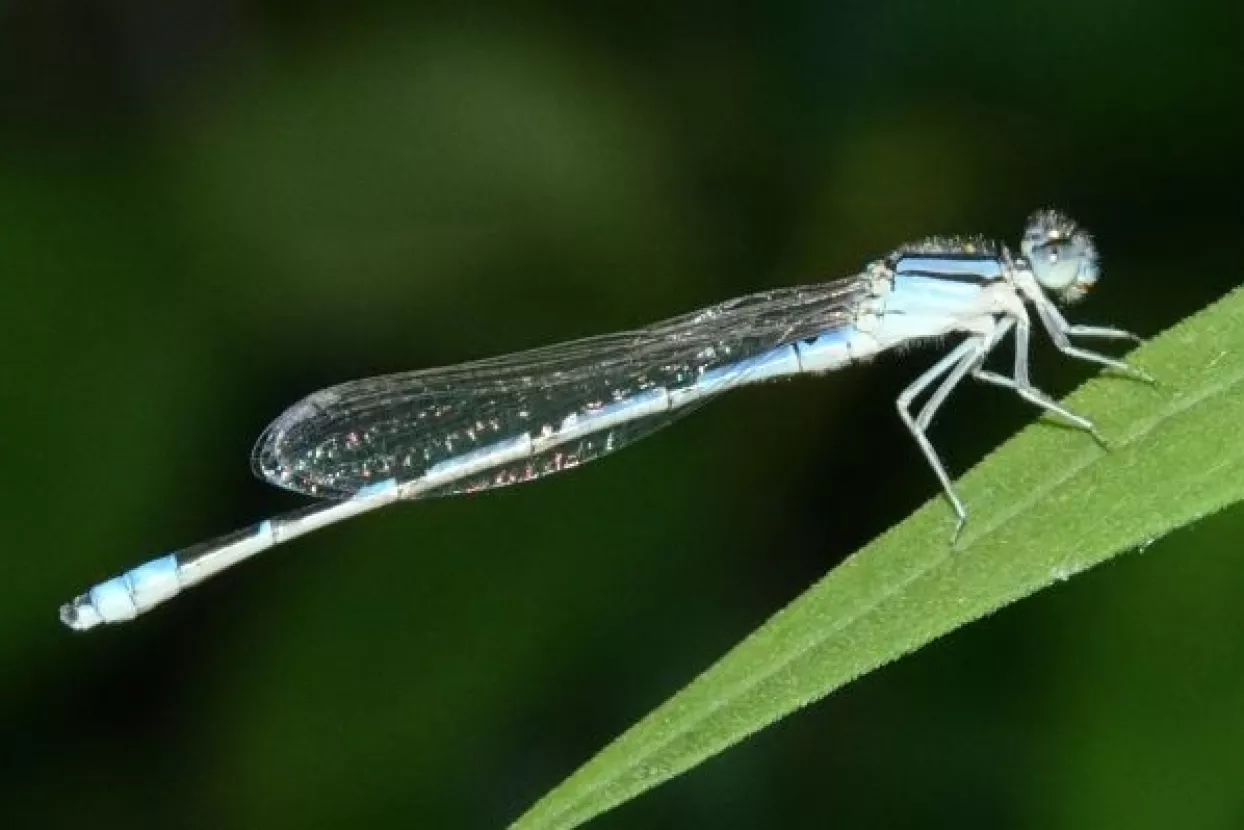 Čovječanstvu prijeti 'ekološki armagedon' ako ne očuva leteće insekte