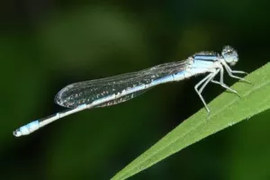 Čovječanstvu prijeti 'ekološki armagedon' ako ne očuva leteće insekte